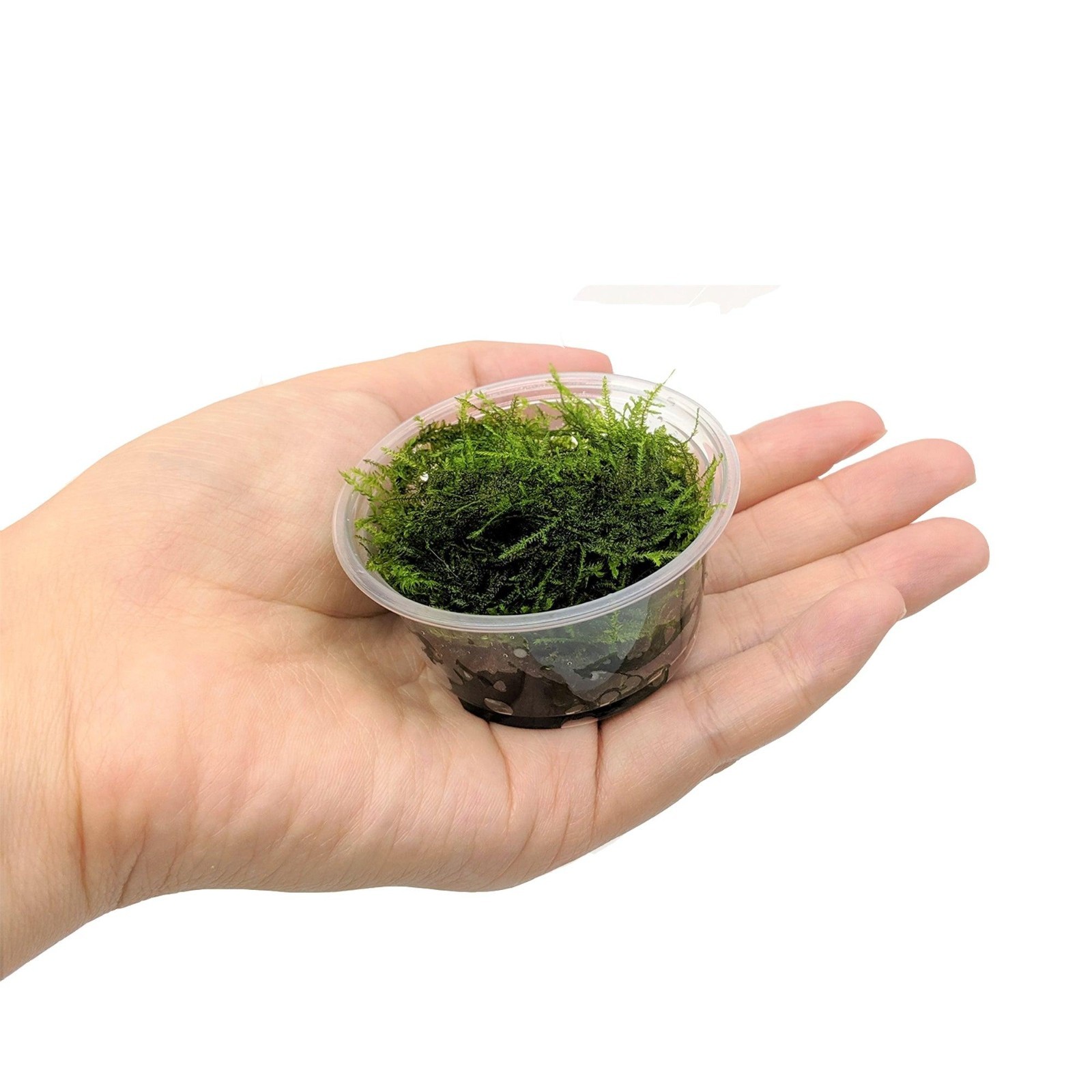 Buy 2 get 1 free Java Moss Live Aquarium Plant 2 OZ CUPsss FREESHIPP A