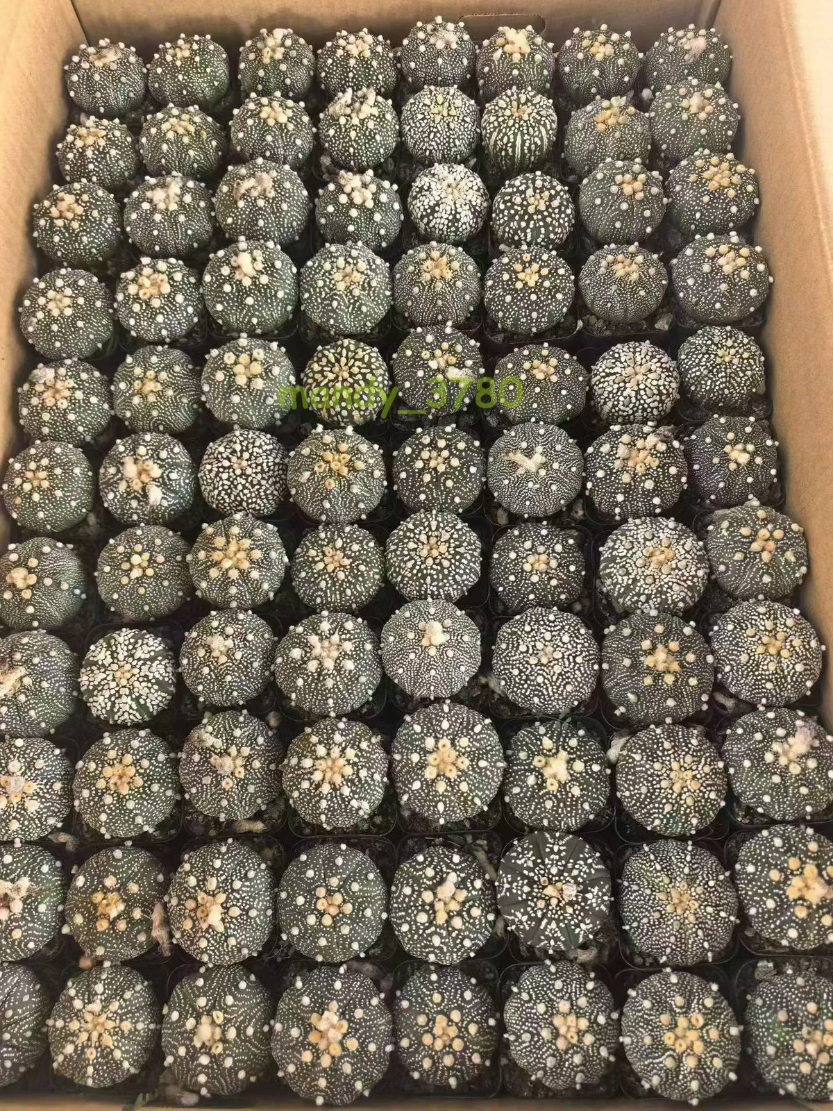 10PCS 3-4cm Astrophytum asterias RareSucculent cactus plant Garden