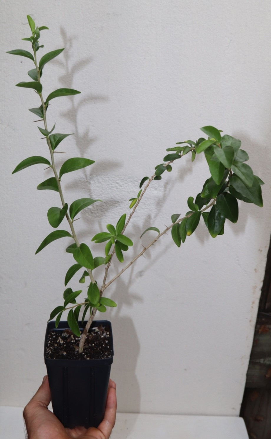 21” Tall Kei Apple 2 Years Old+ Sapling (DOVYALIS CAFFRA)  Organic Rare
