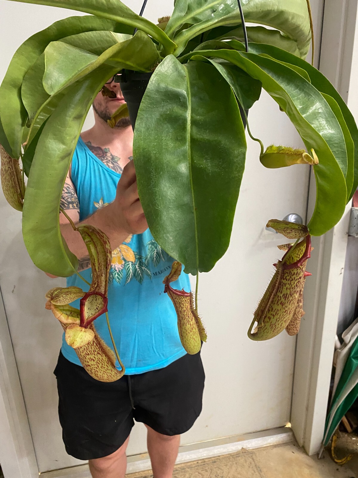 Nepenthes Miranda,  Pitcher Plant.  Rooted Carnivorous Plant Shipped in 2.5