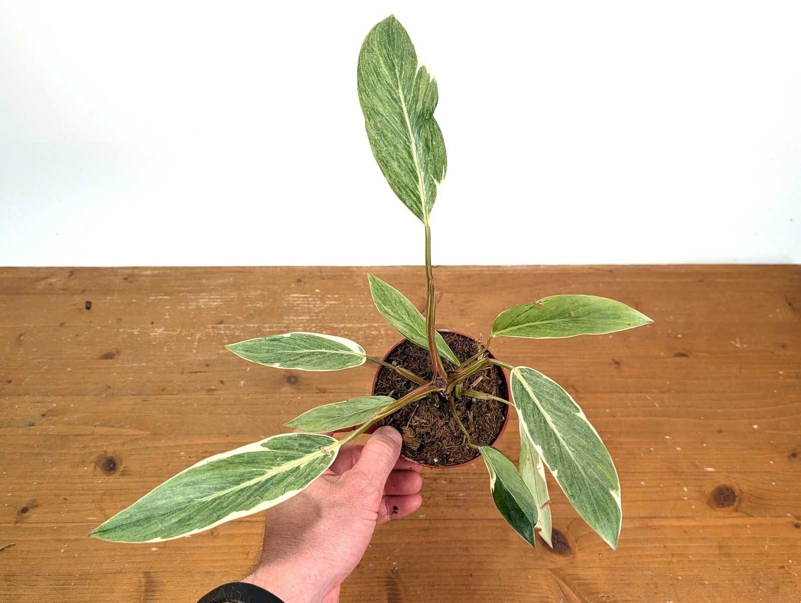 Philodendron erubescens \'Shady Lady\' Pot Size: 4 inch - 4\ Philodendron erubescens \'Shady Lady\' Pot Size: 4 inch - 4\