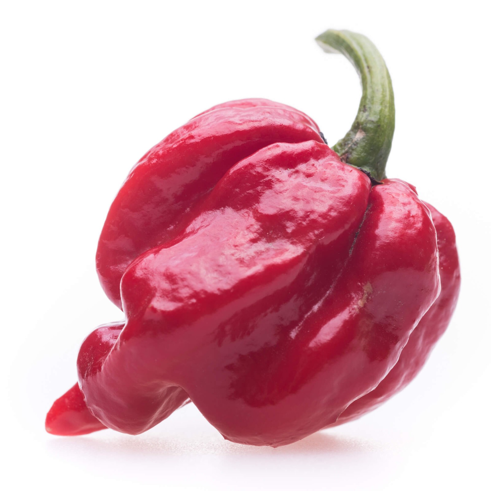 Trinidad Moruga Scorpion Pepper Seeds | 2012 Hottest Pepper |  | 1235