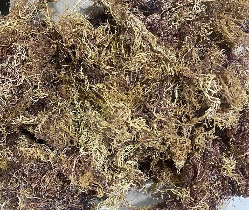 Sea Moss FRESH BATCH Organic Full Spectrum Wild Crafted Superfood 8oz SUN DRIED Sea Moss FRESH BATCH Organic Full Spectrum Wild Crafted Superfood 8oz SUN DRIED