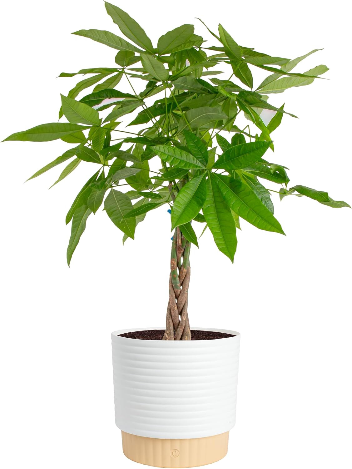 Costa Farms Money Tree, Live Indoor Plant, Braided Trunk, Easy Care | Braided Go