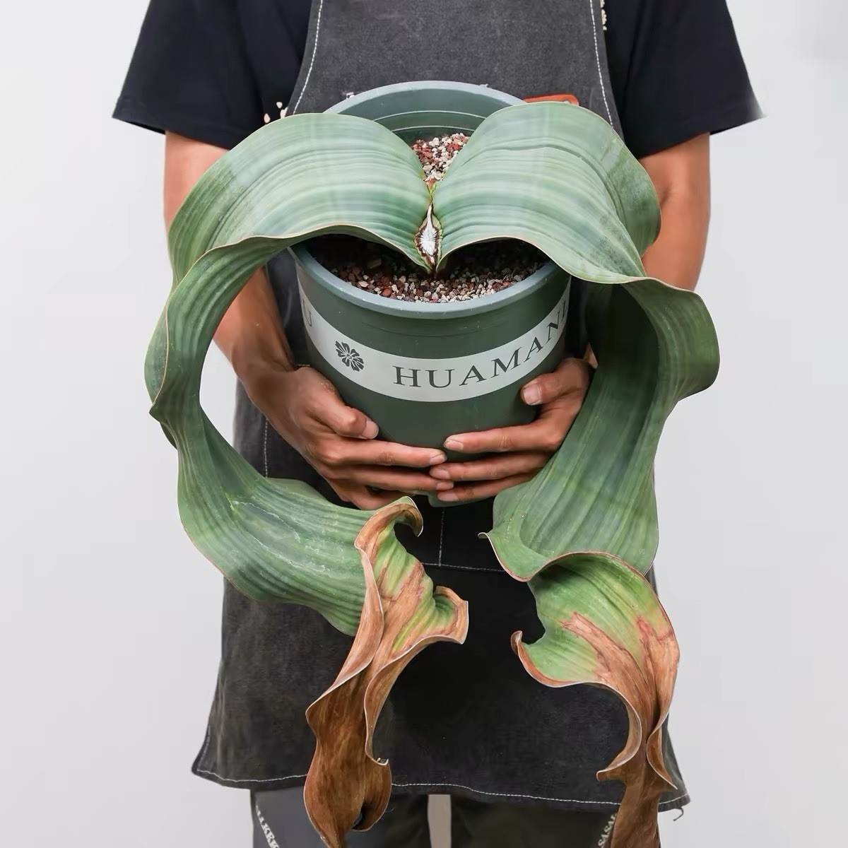 Welwitschia mirabilis Seed Grown Rare Living Fossil Live Plant Exact Plant
