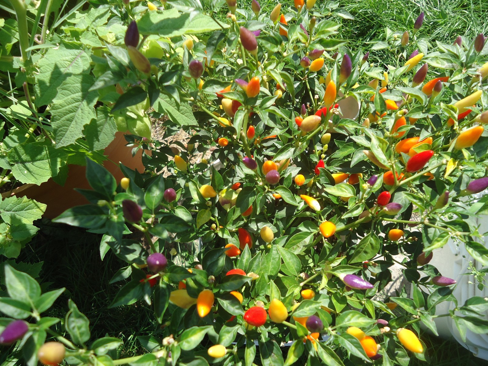 Bolivian Rainbow Heirloom hot pepper *Seeds of Life* 10 seeds Bolivian Rainbow Heirloom hot pepper *Seeds of Life* 10 seeds