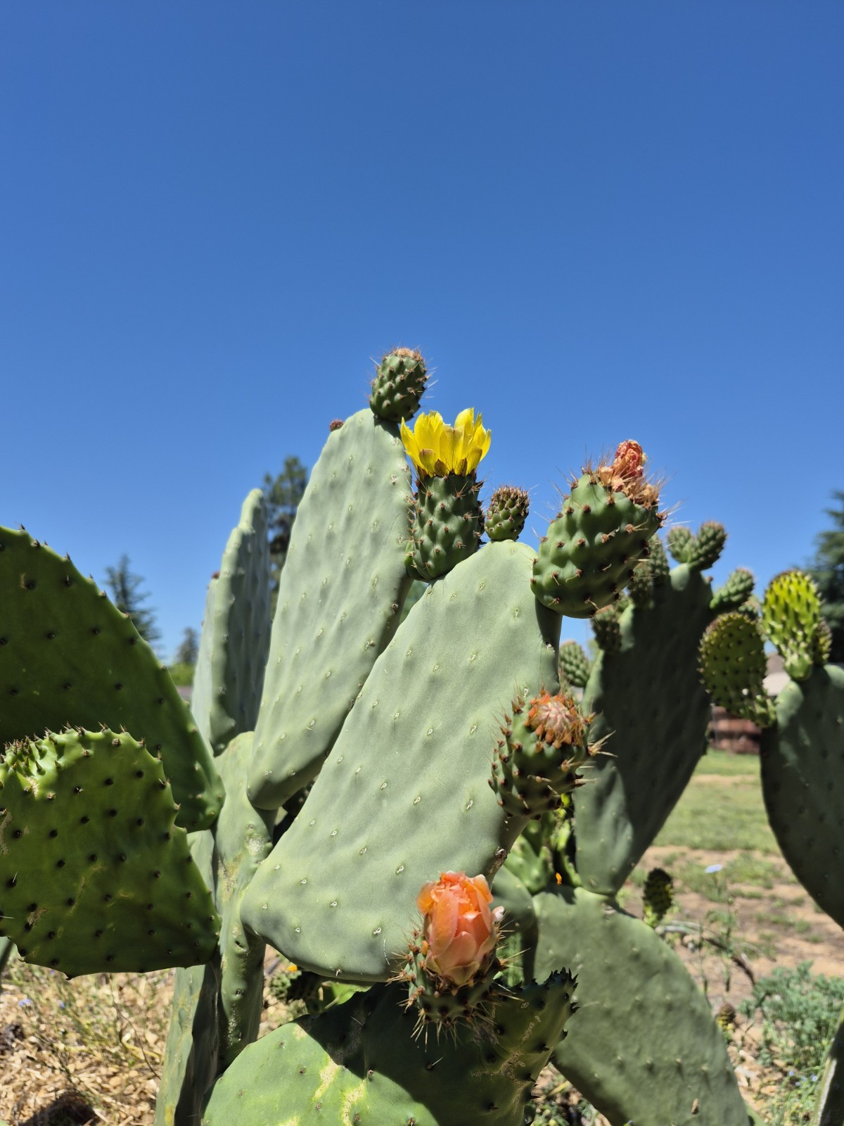 XL Prickly Pear Cactus Pads 12–24\