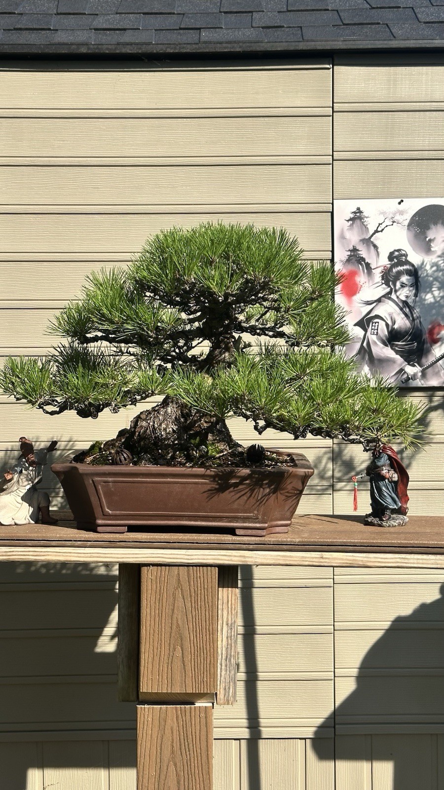 Japanese Black Pine Informal Upright Style