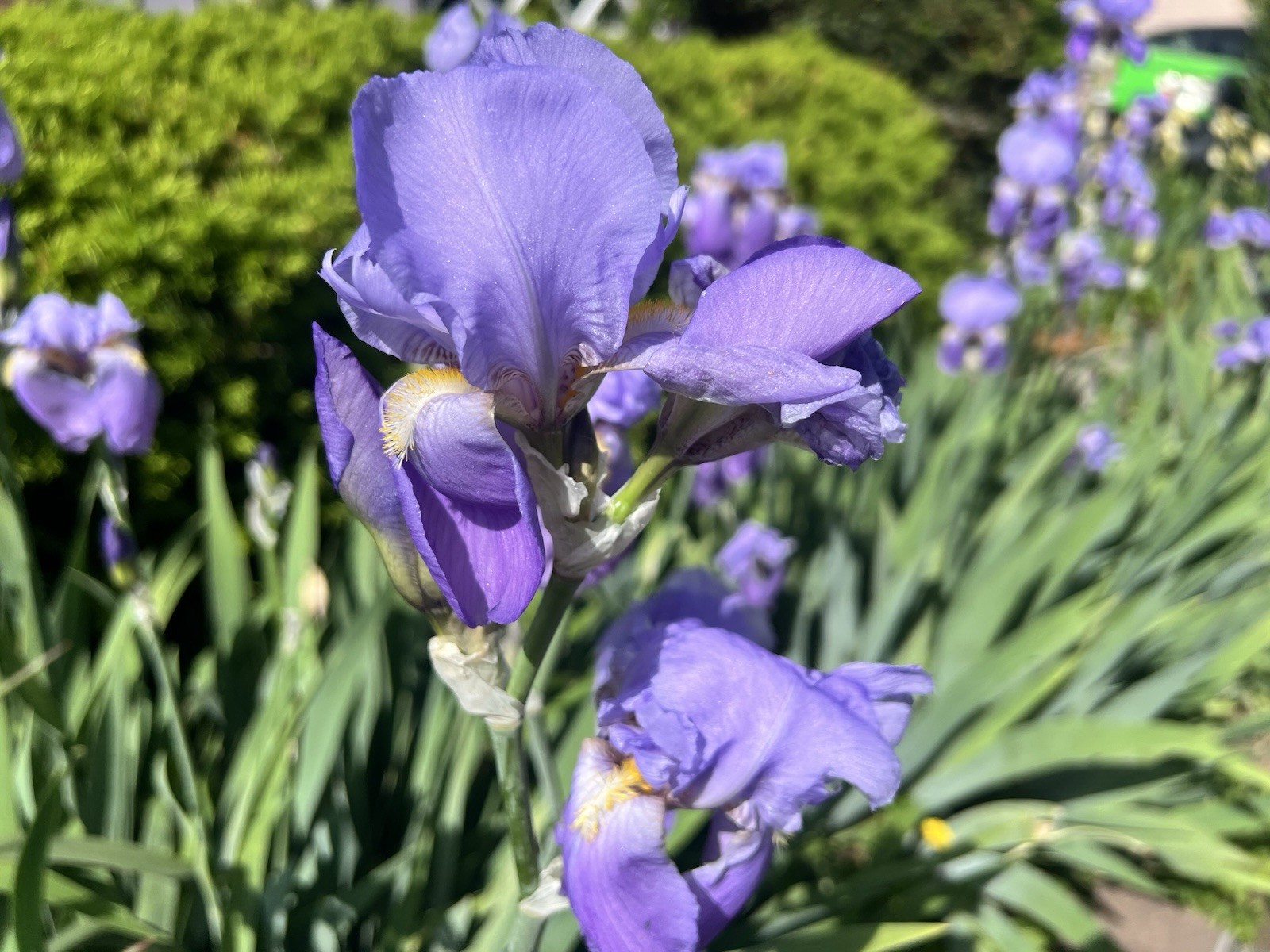 20 Purple Bearded Iris Rhizomes , Freshly Dug