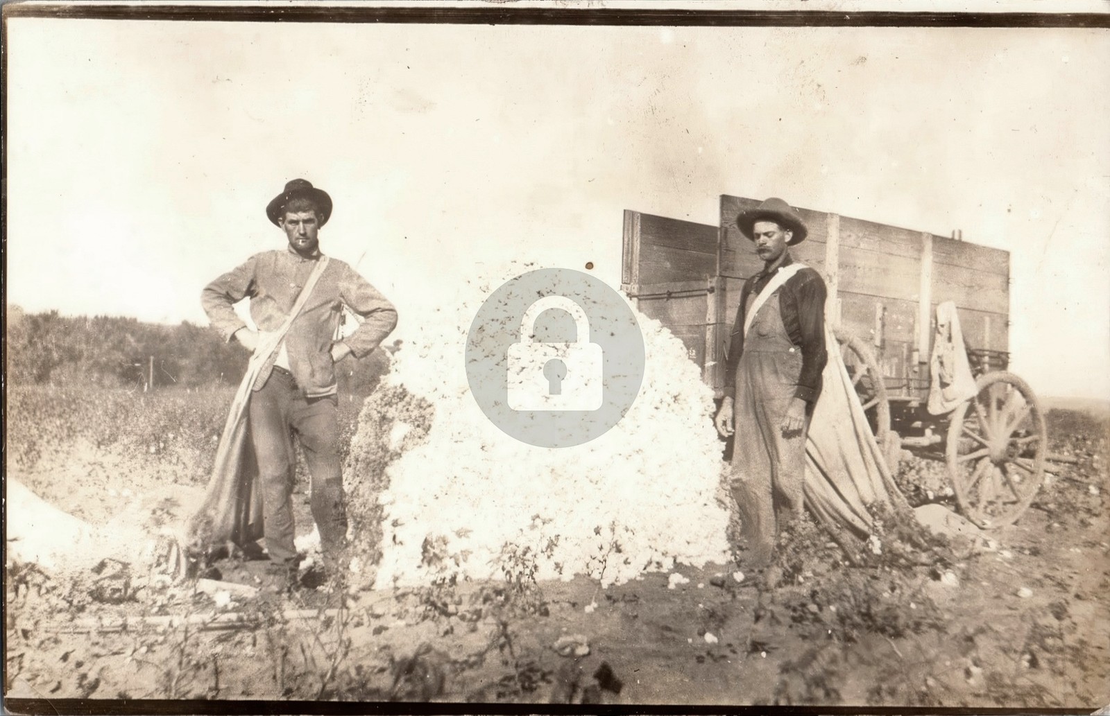 Southern Picking Cotton Farming Farmers c1910\'s RPPC Photo Postcard COPY
