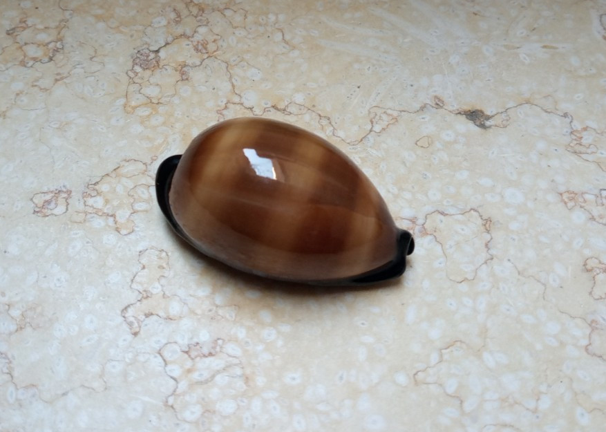 F cypraea exusta GEM very rare red sea shell super natural glossy 63.2 mm F++++ F cypraea exusta GEM very rare red sea shell super natural glossy 63.2 mm F++++