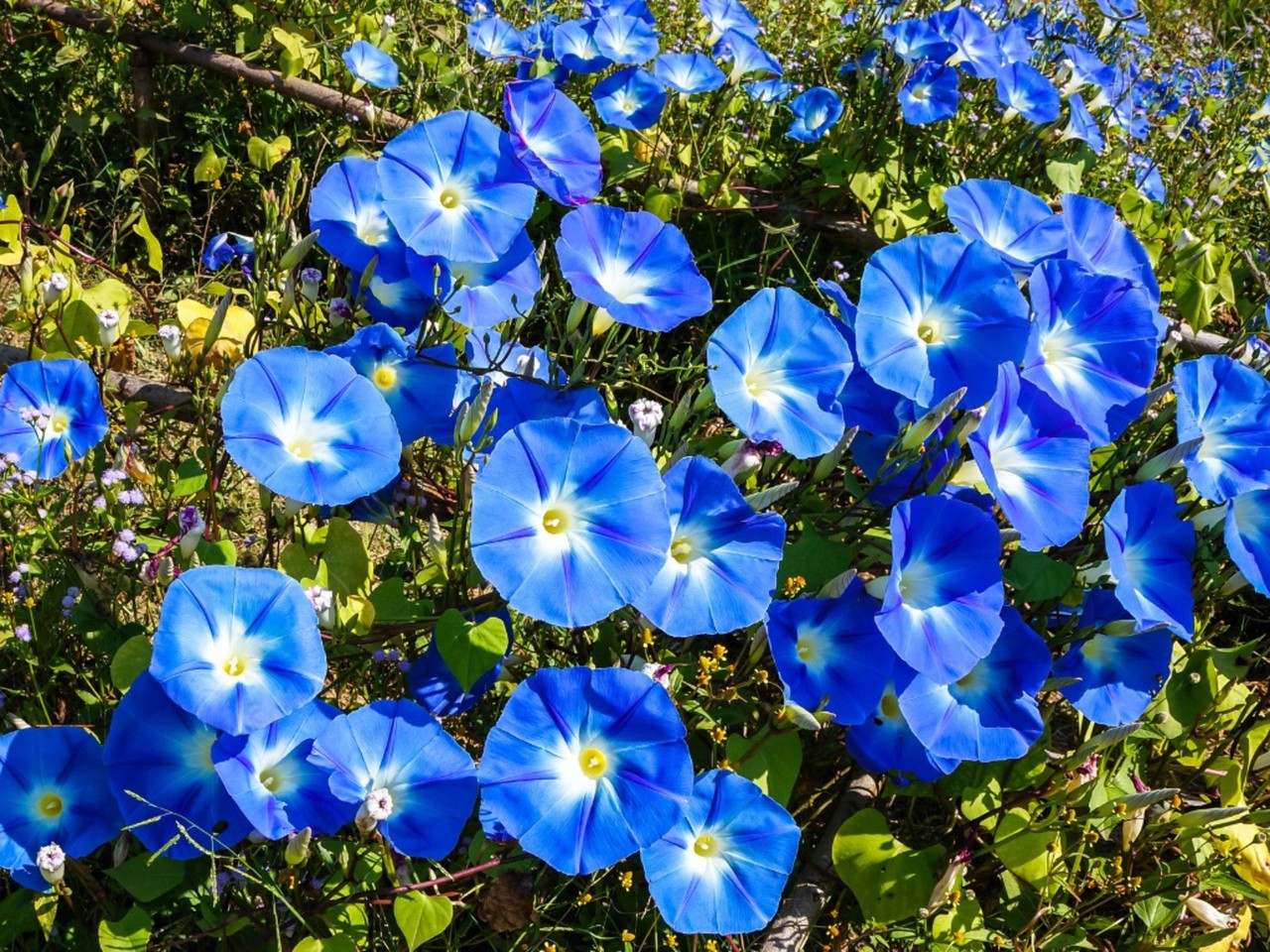 Morning Glory ‘Heavenly Blue’ (Ipomoea tricolor)  
