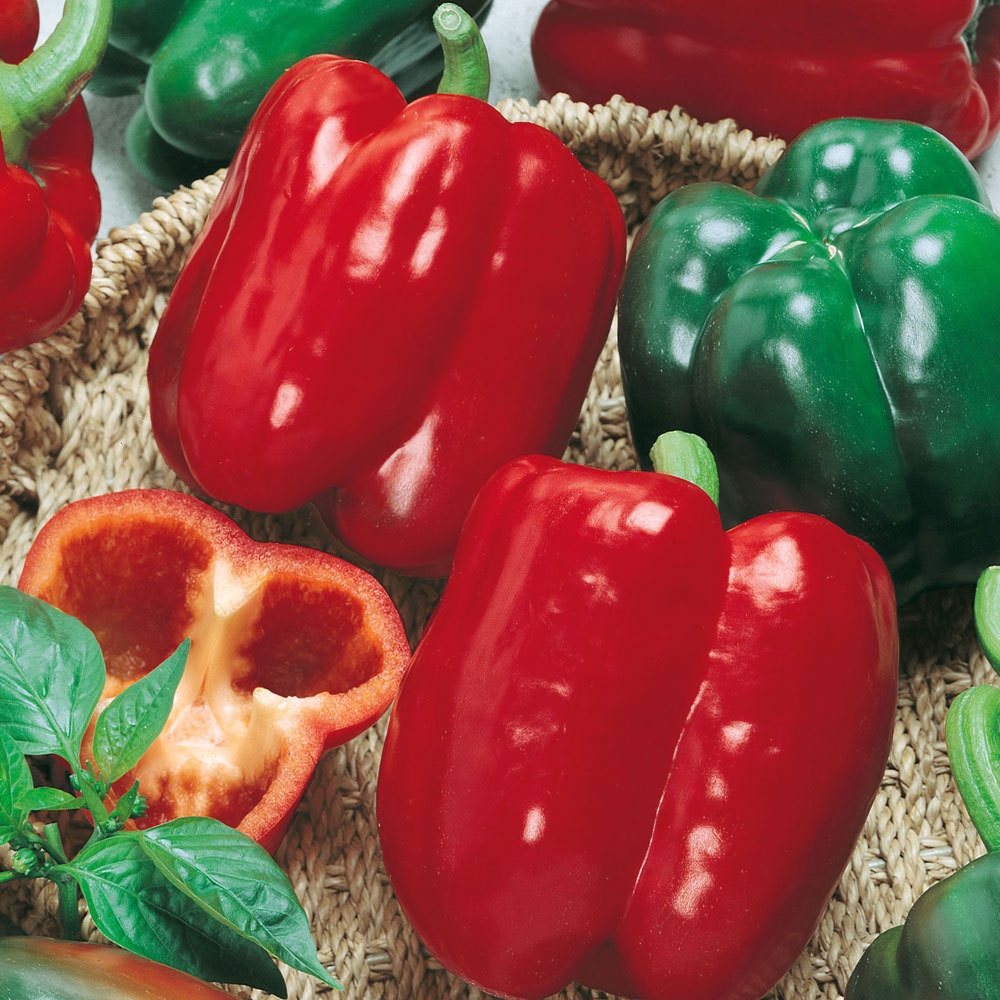 California Wonder Bell Pepper, Variety Sizes, Heirloom, NON-GMO, 