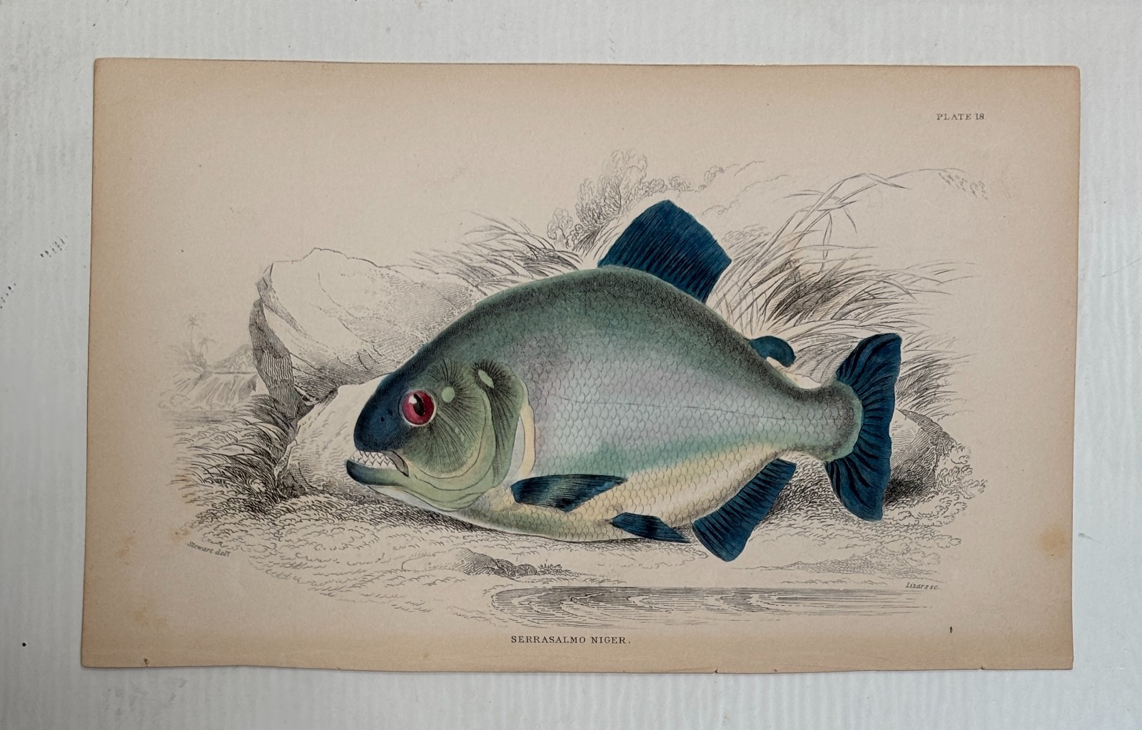 Antique Jardine/Lizars hand colored engraving fish print \