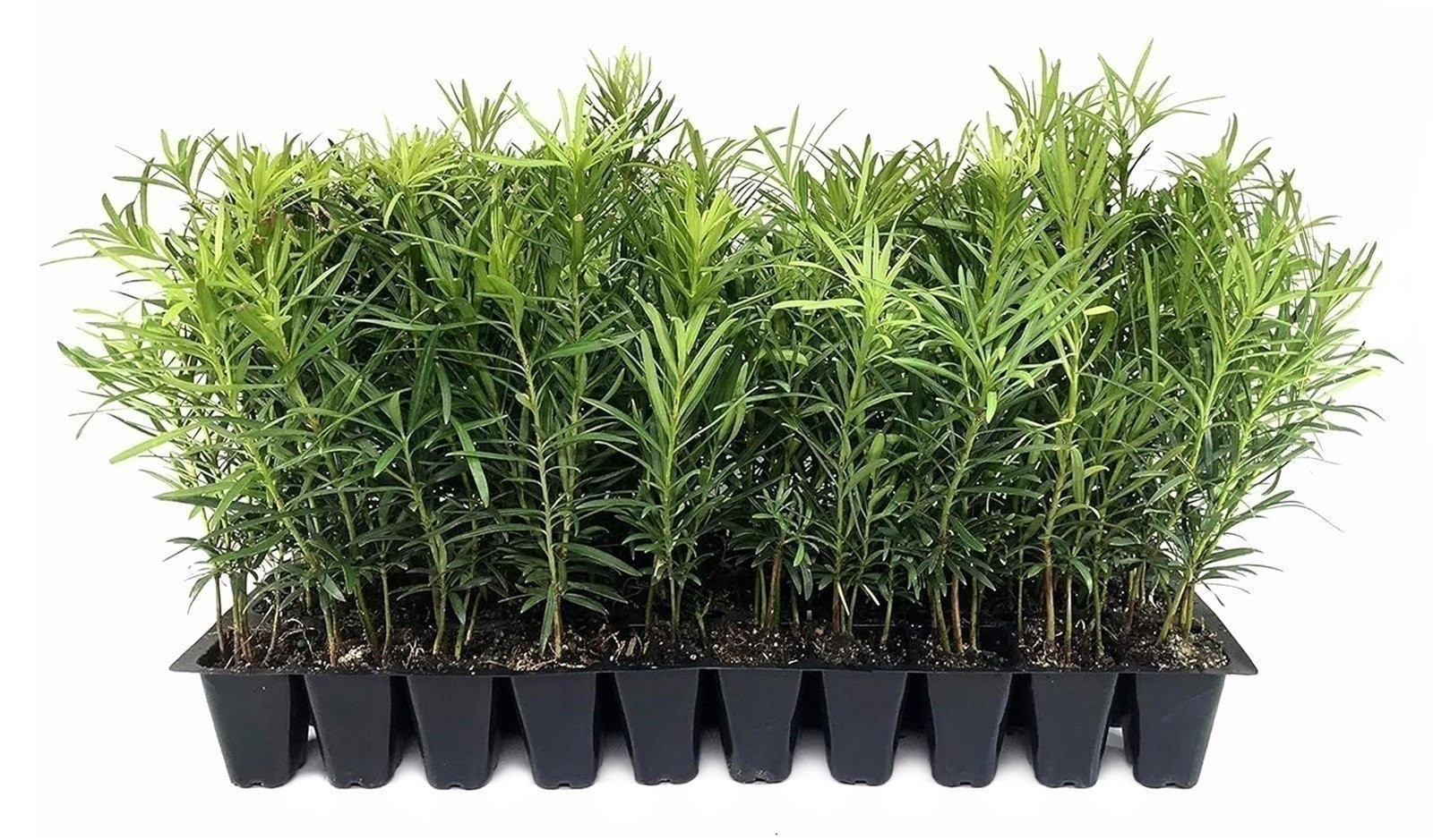 Podocarpus Macrophyllus Japanese Yew | 2 Inch | Podocarpus macrophyllus Plant