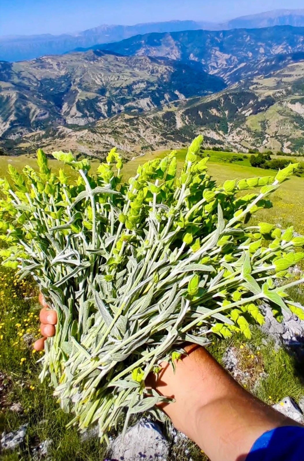 Organic Albanian Greek Mountain Tea – Sideritis Raeseri – Natural Immune Support