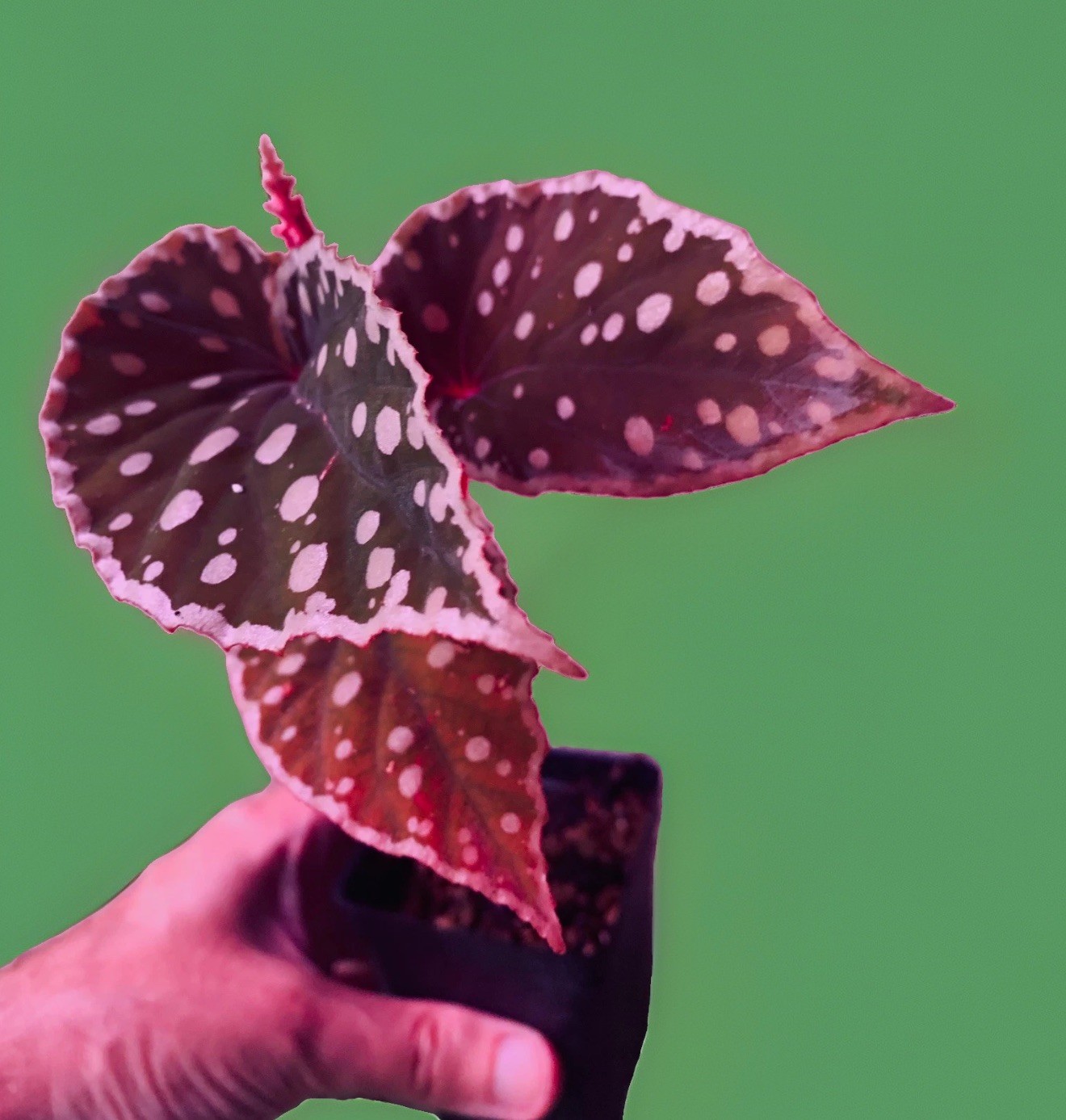 RARE Begonia darthvaderiana x malachostica Live Plant potted-terrarium plant