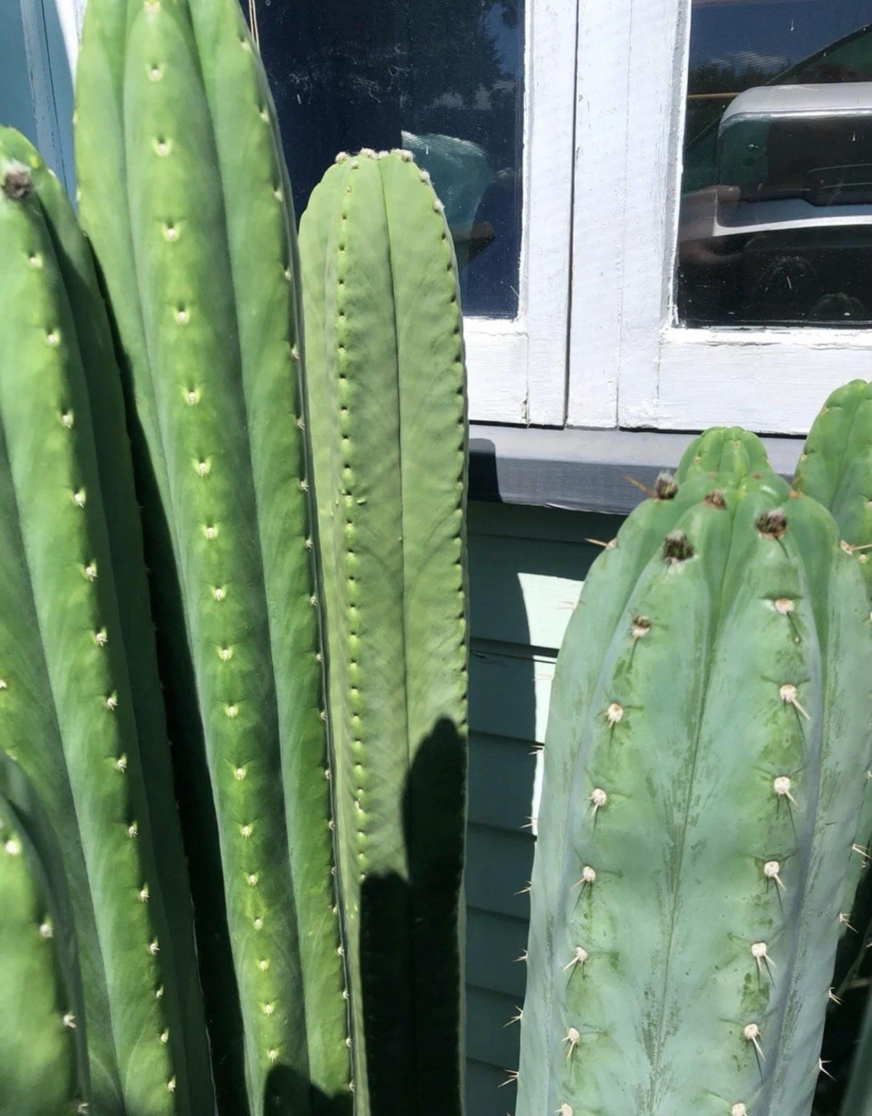 FLASH SALE Echinopsis cuts 14-16 Inches….Freebies Always Included