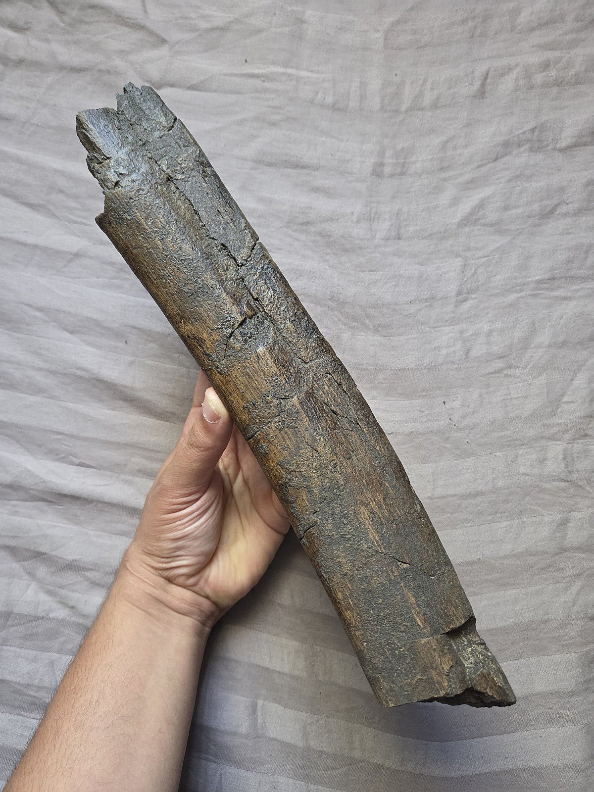Rare Huge Partial Triceratops Rib Flank Fossil Dinosaur Bone