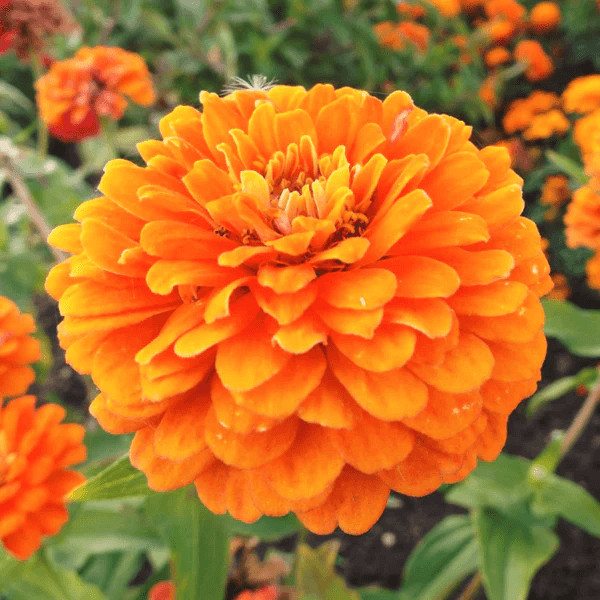 Orange King Zinnia Seeds | Giant 5\