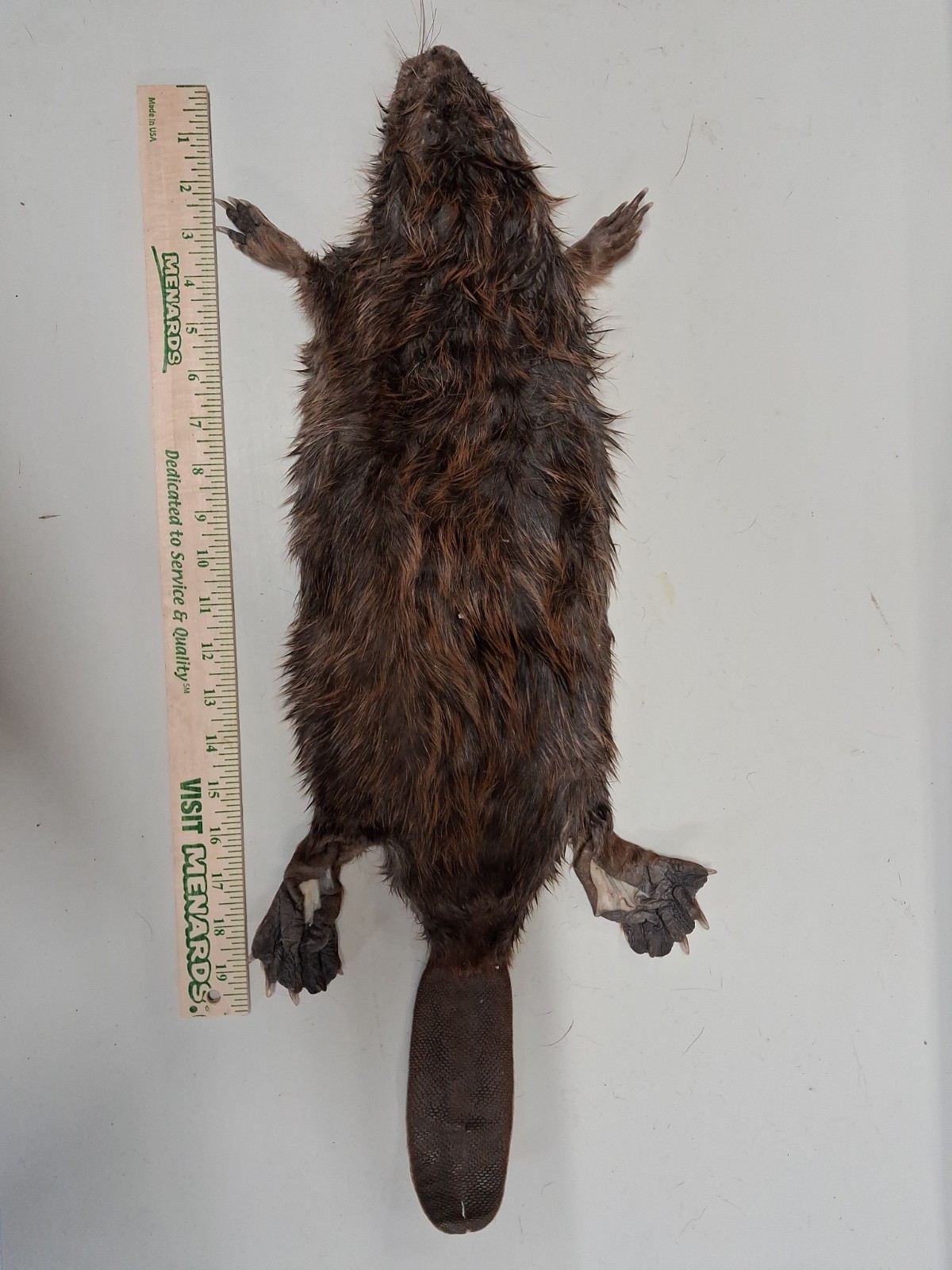 Taxidermy Beaver,  Small Iowa Beaver,  Wet Tanned, #25