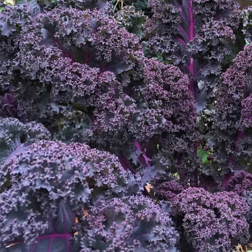 Scarlet Kale, NON-GMO, Dark Purple, Ornamental and Edible, 