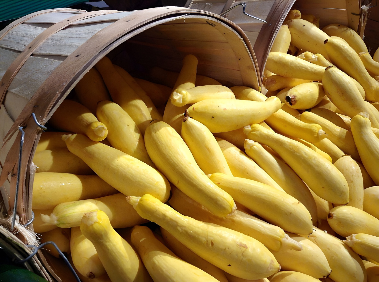40 Heirloom Prolific Straightneck Summer Squash Seeds -Large Yields Classic Seed