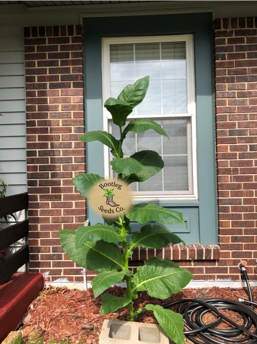1000 Habano Tobacco Seeds ~ For Cigar Wrapper  + FREE SEEDS