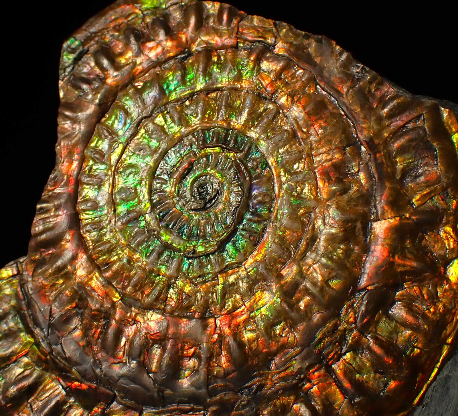 Stunning rainbow iridescent Caloceras display ammonite fossil (72mm)