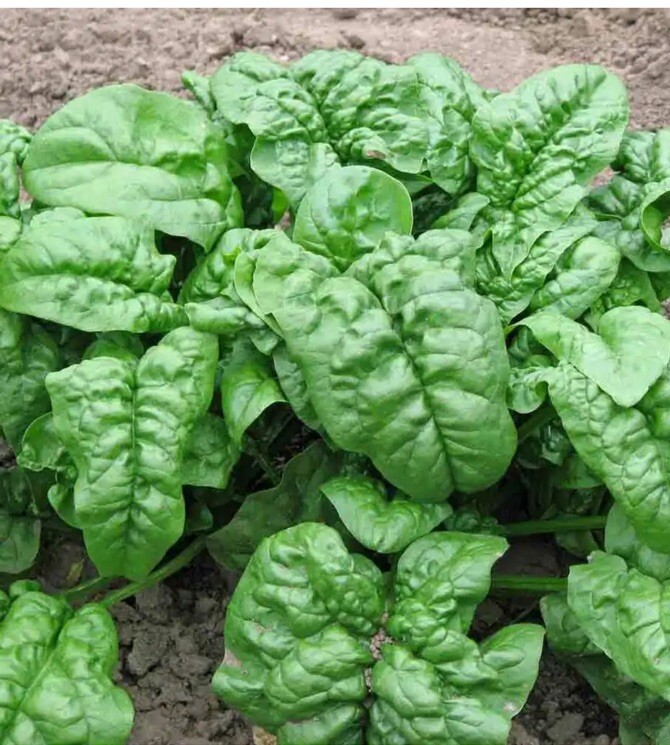 🔆🔆1200+ GIANT NOBLE  SPINACH SEEDS NON - GMO LONG STANDING SPINACH VARIETY 🔆