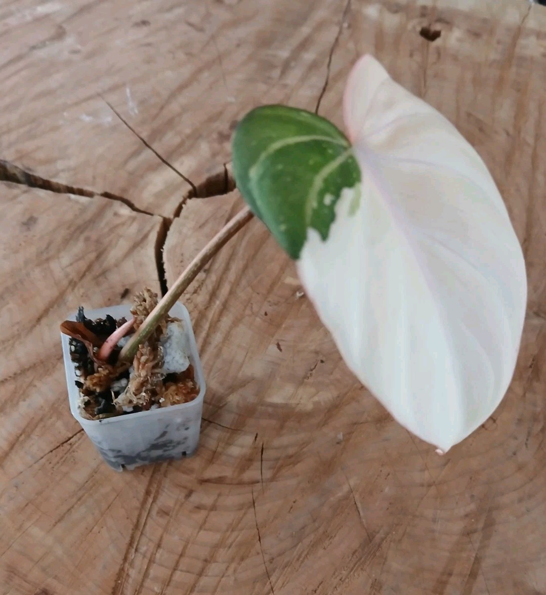 Variegated Gloriosum Philodendron Actual Tropical House Plant