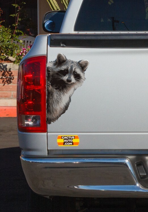 Peeking Raccoon Car Truck Vehicle Vinyl Decal Sticker - Indoor/Outdoor