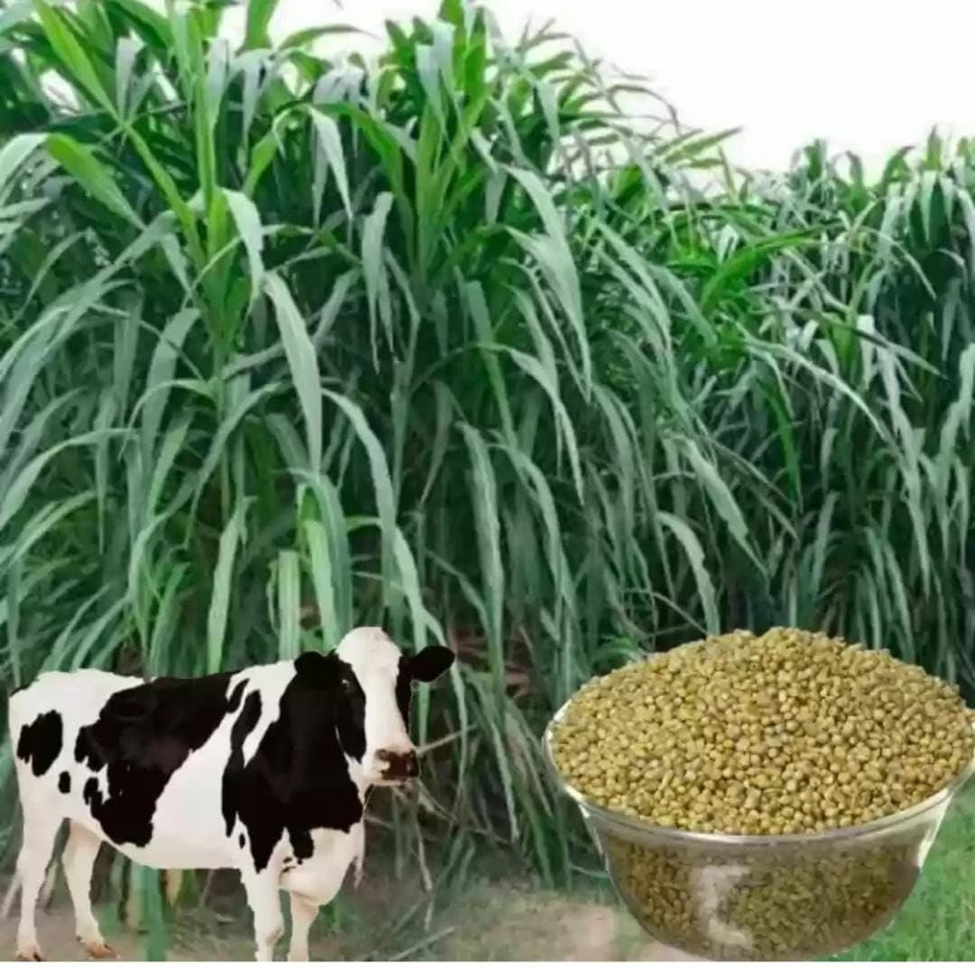 Multi Cut Bajra Napier Hybrid Grass Seed for Sustainable Animal Feed Farming.