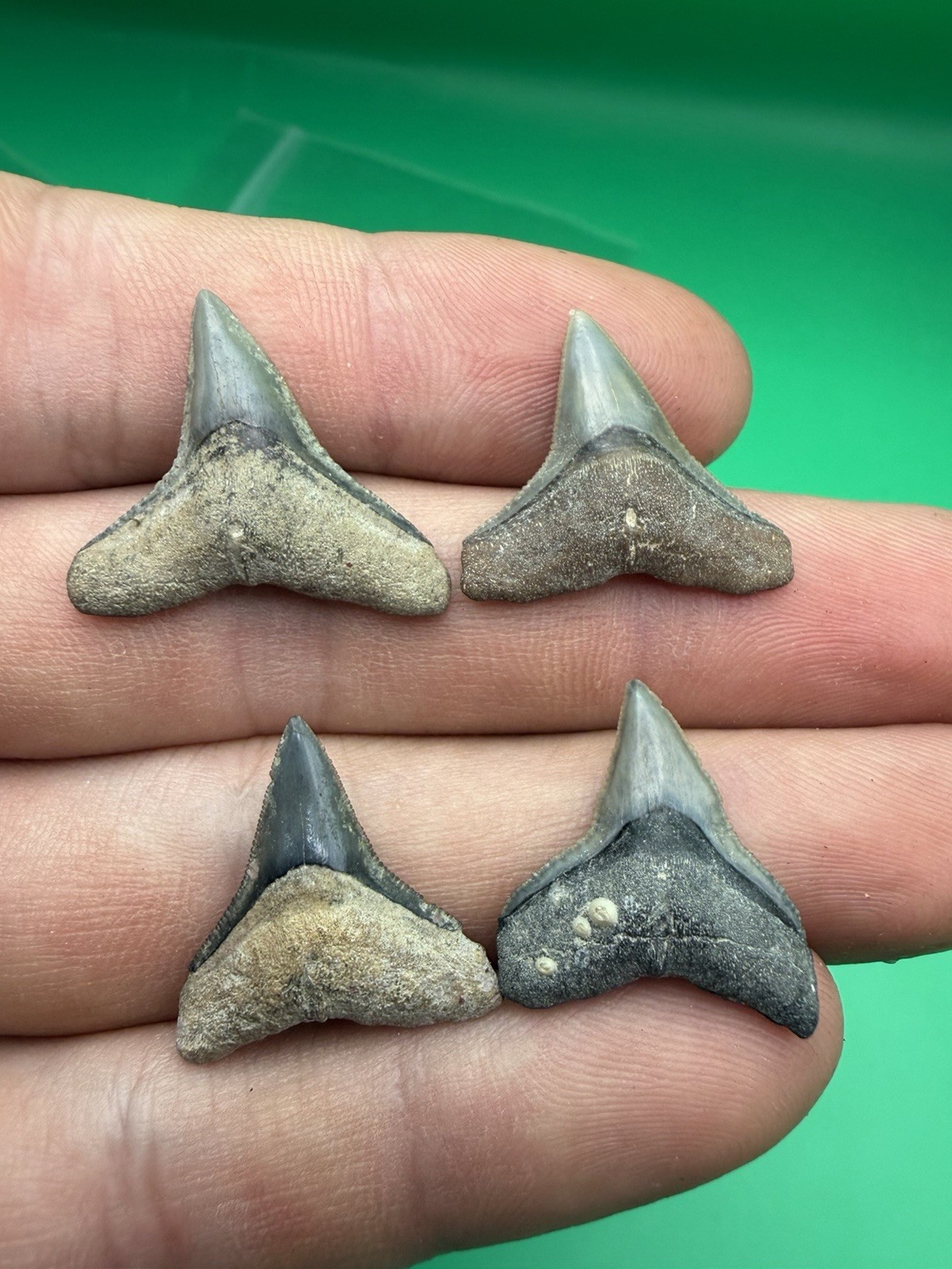 High Quality Bull Shark Teeth Set Of 4 High Quality Bull Shark Teeth Set Of 4