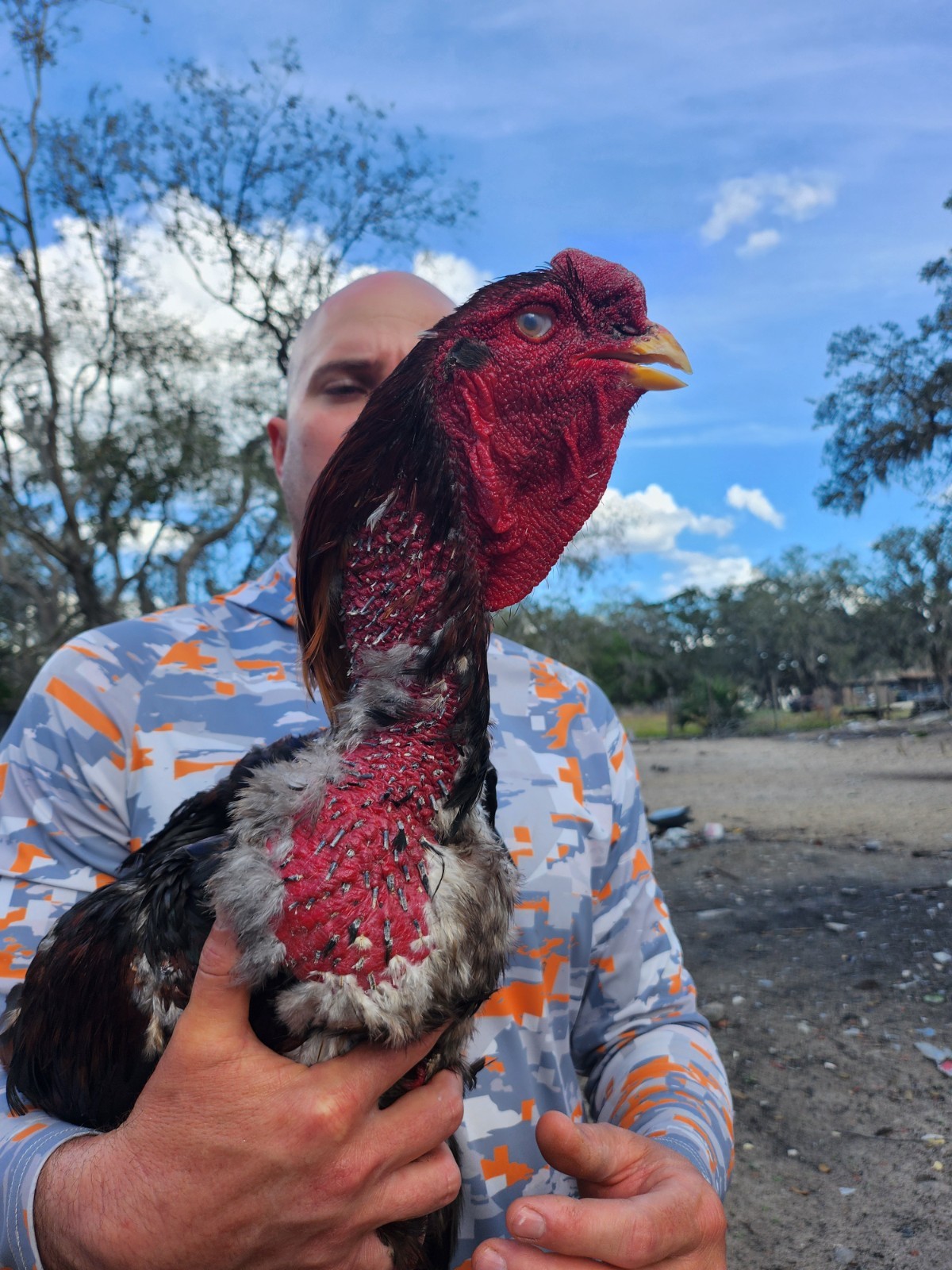 6+Indio Gigante Hatching Eggs Giant Tallest Bigger longest breed Huge BluenGreen 6+Indio Gigante Hatching Eggs Giant Tallest Bigger longest breed Huge BluenGreen