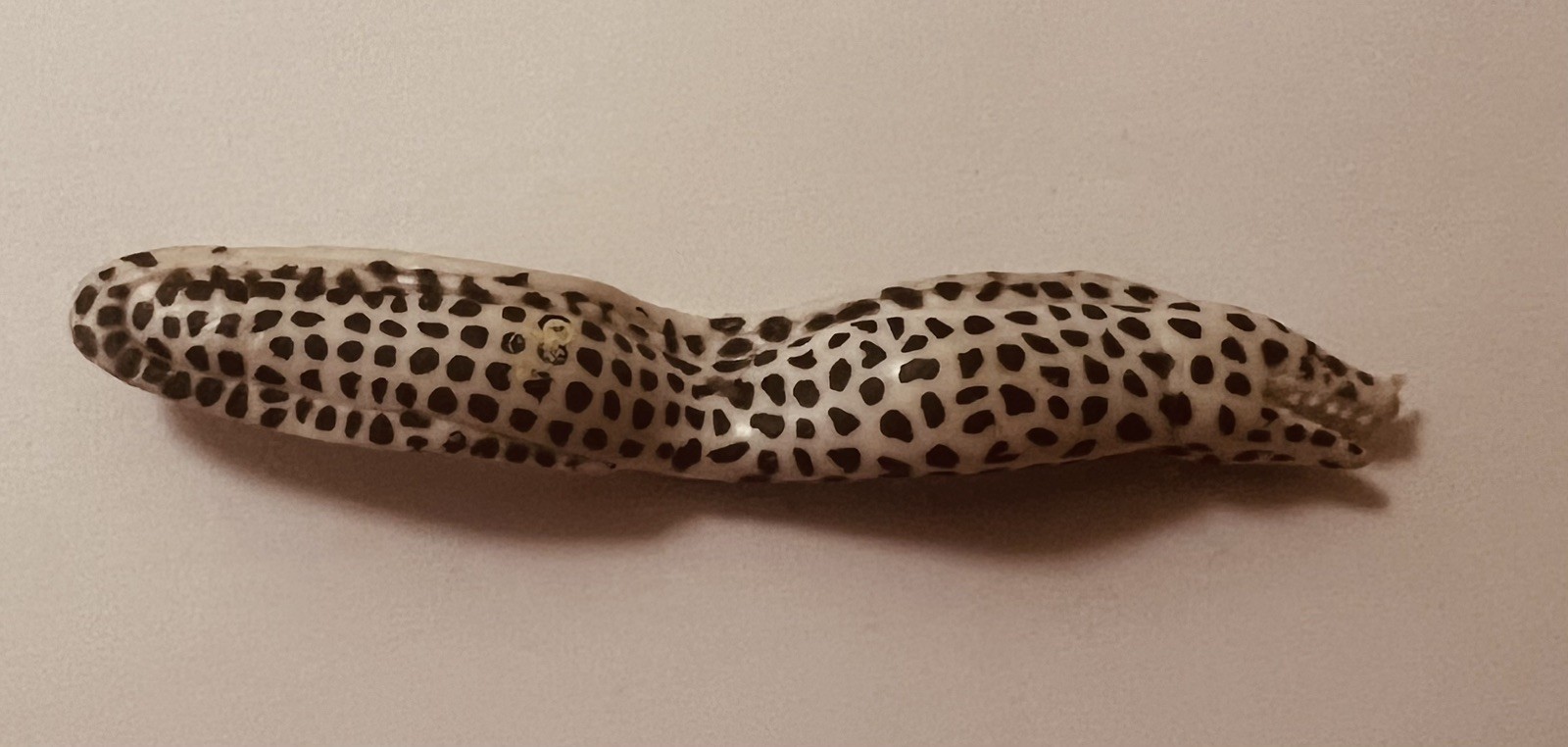Leopard Eel Figure from Play Visions Sea Snakes & Eels Set Leopard Eel Figure from Play Visions Sea Snakes & Eels Set