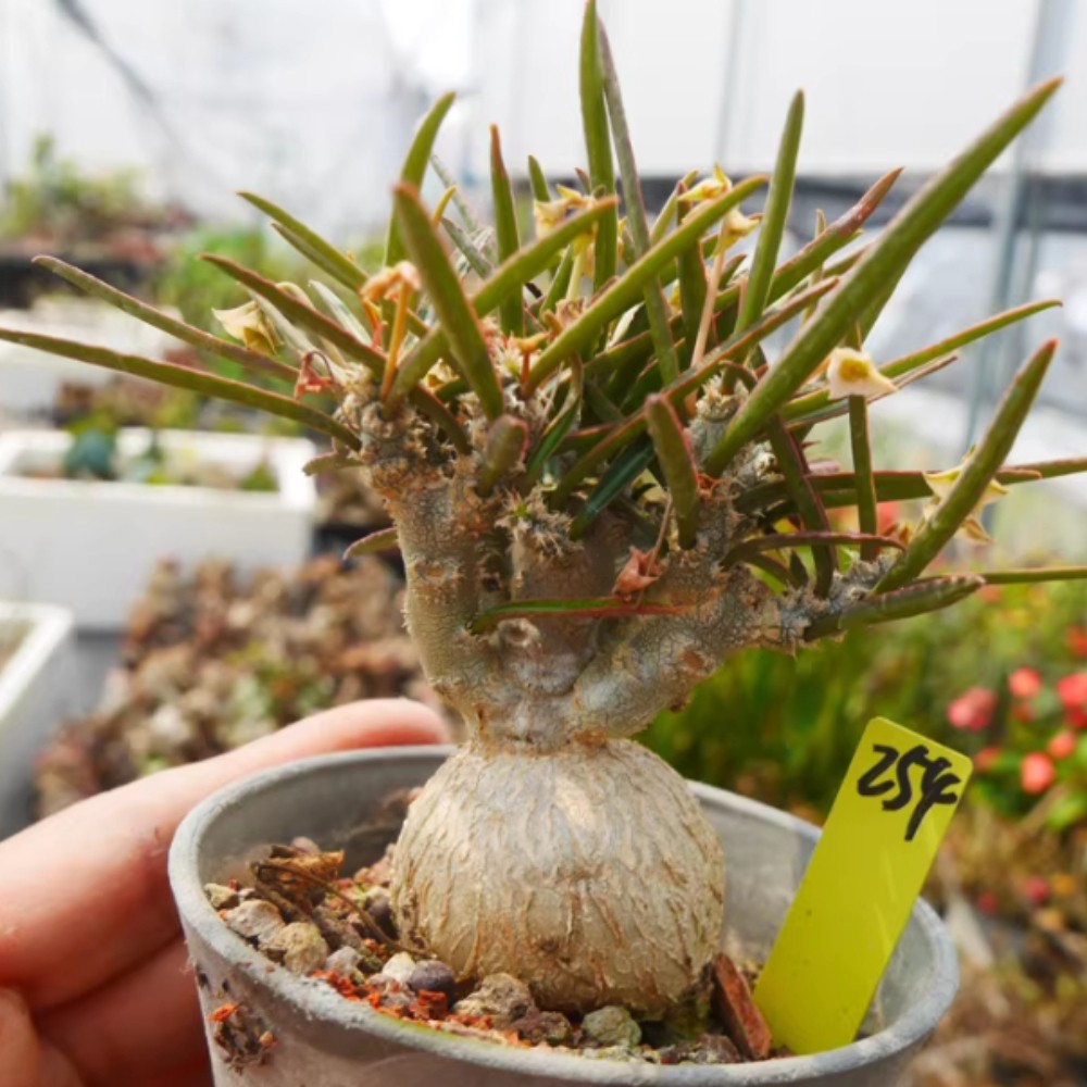 1Piece 3.5-4cm Euphorbia waringiae Caudex Cactis Garden Rare Planting