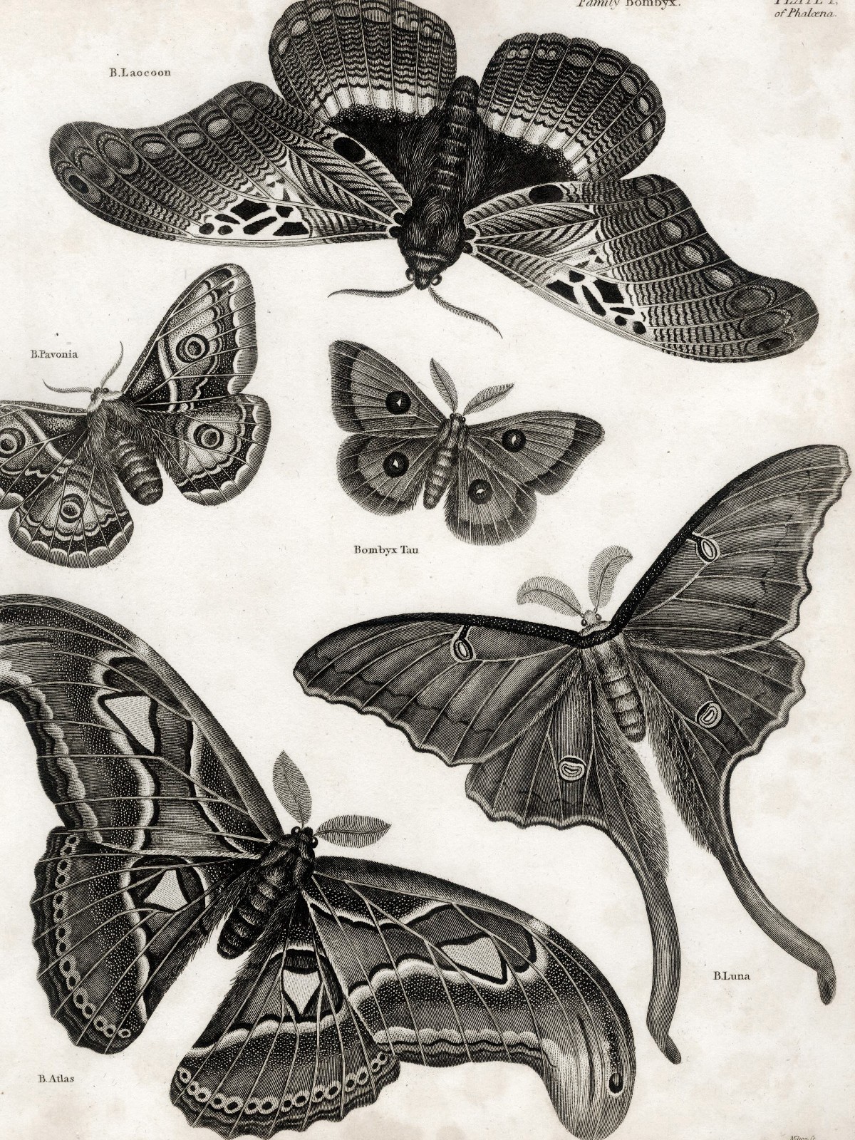 1807 REES CYCLOPÆDIA, Superb Art by Sydenham Edwards: Plate I, BOMBYX MOTHS