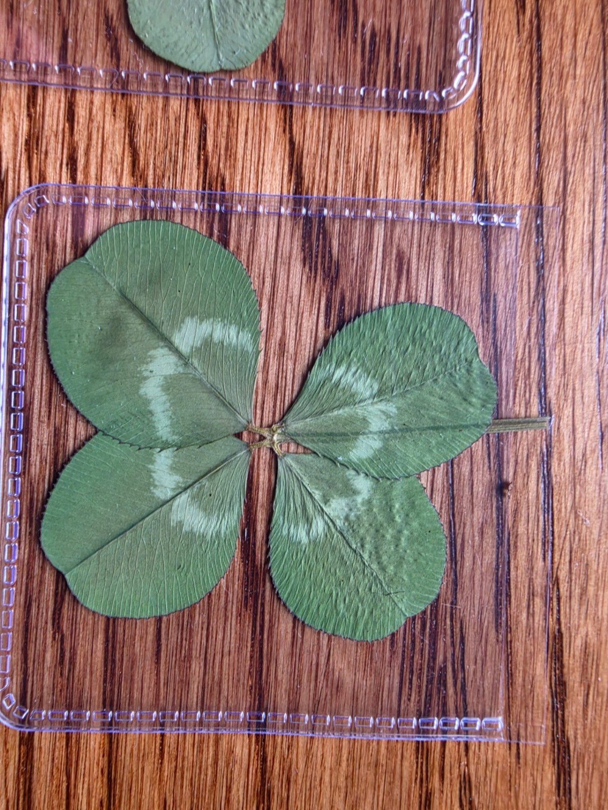 🍀RARE REAL 4 Leaf Clover 🍀 Hand picked - GREAT Gift -REAL - LUCKY 🤩