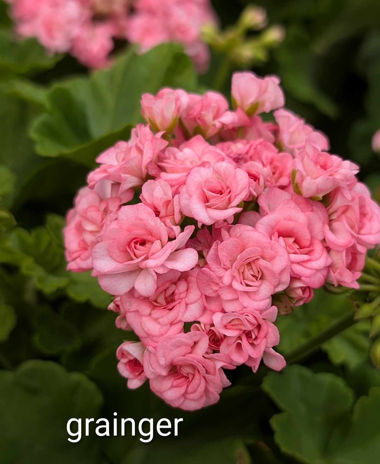 Rosebud Geranium - Antique Grainger- LIVE ROOTED PLANTS