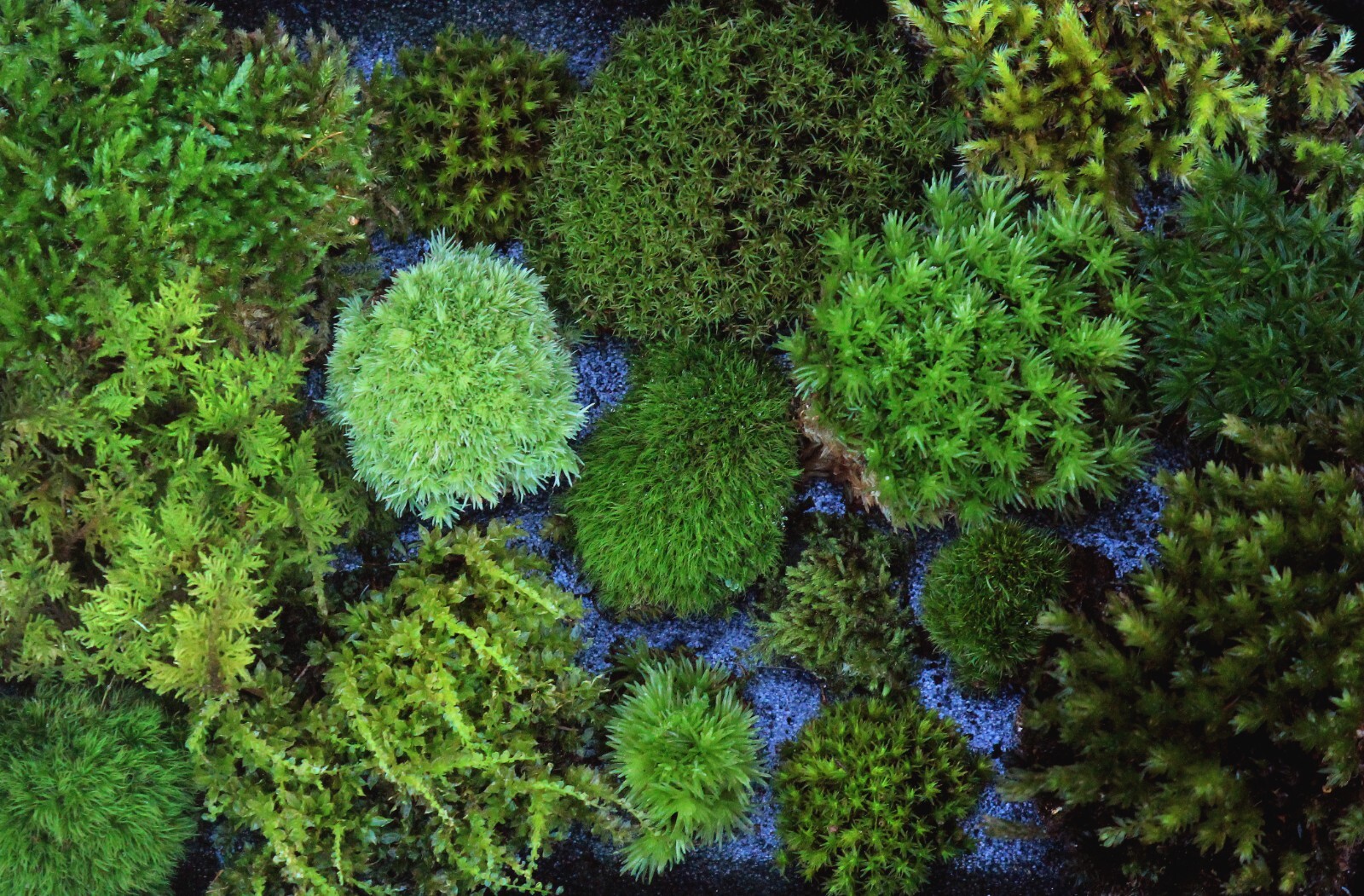 Live Moss 6x8\