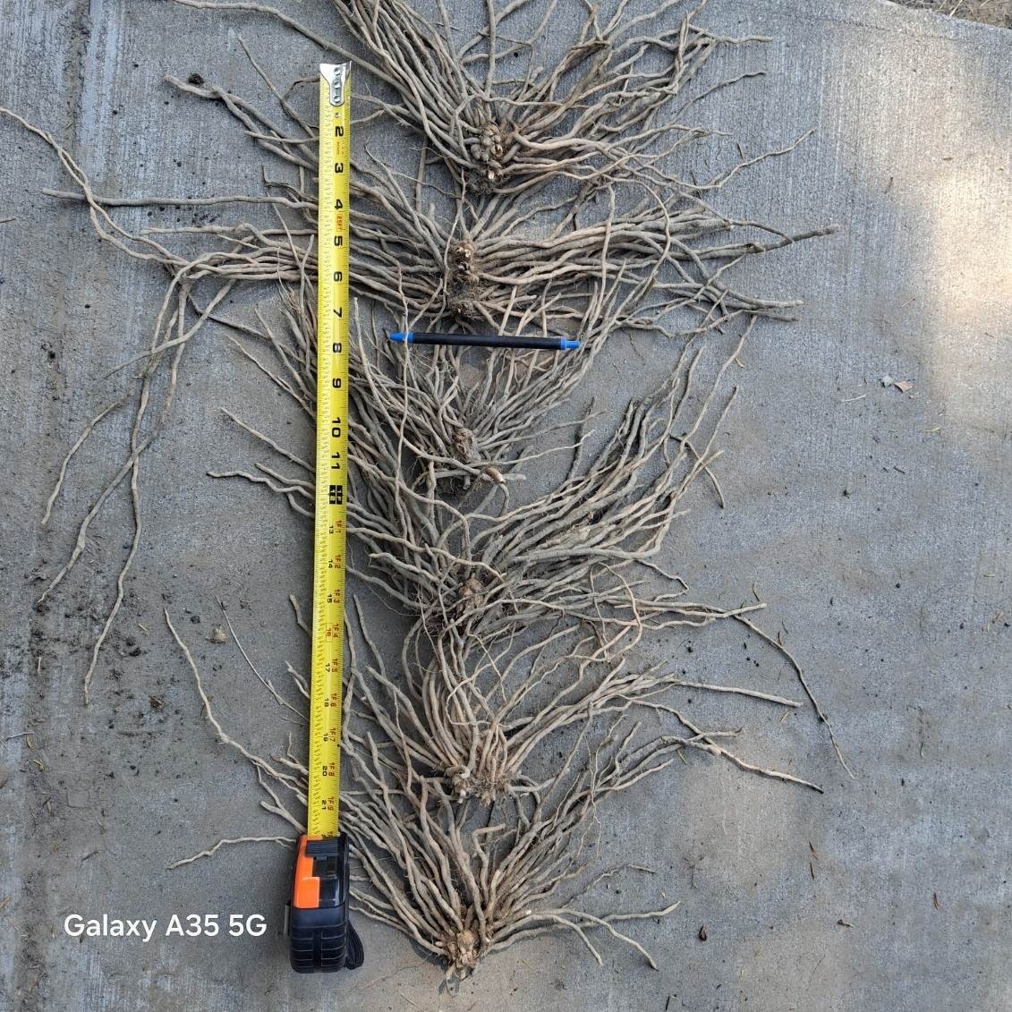 Ten Extra Large 3rd YEAR ASPARAGUS ROOTS/CROWNS Ten Extra Large 3rd YEAR ASPARAGUS ROOTS/CROWNS