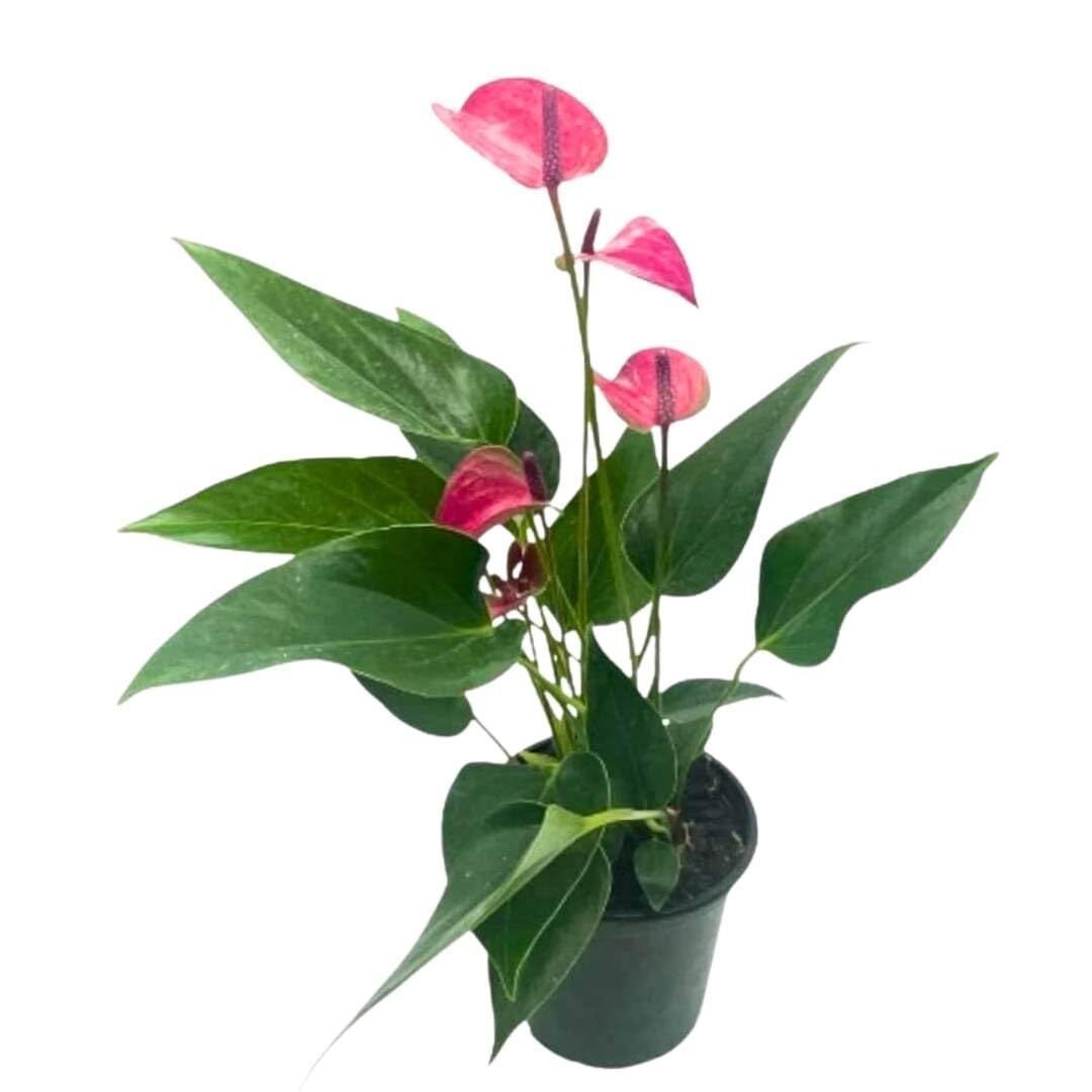 Anthurium Purple, 4 inch Anthurium Purple, 4 inch