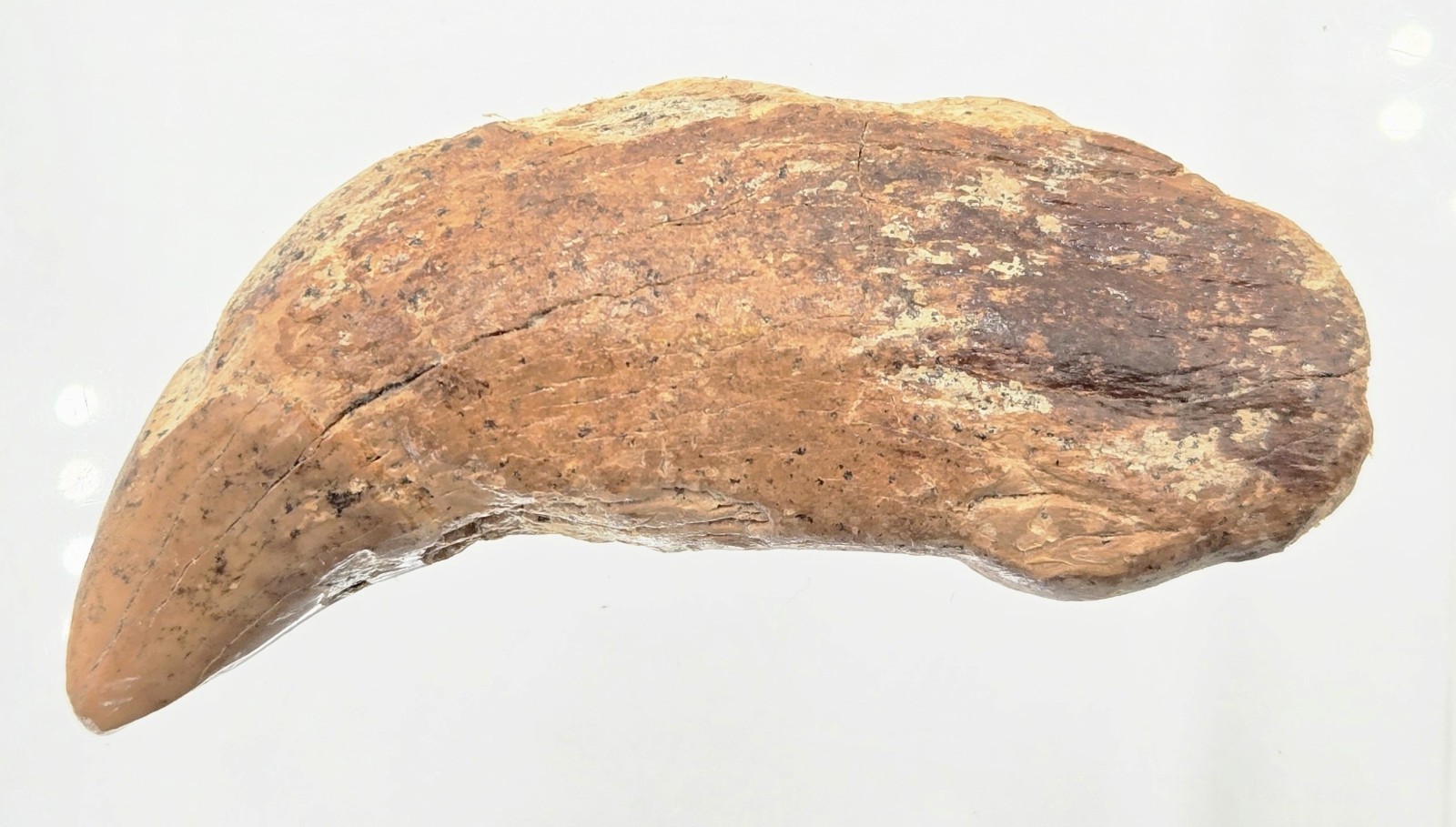 3.5” Ice Age Cave Bear Canine Tooth Fossil Genuine Ursus Spelaeus Rooted Tooth