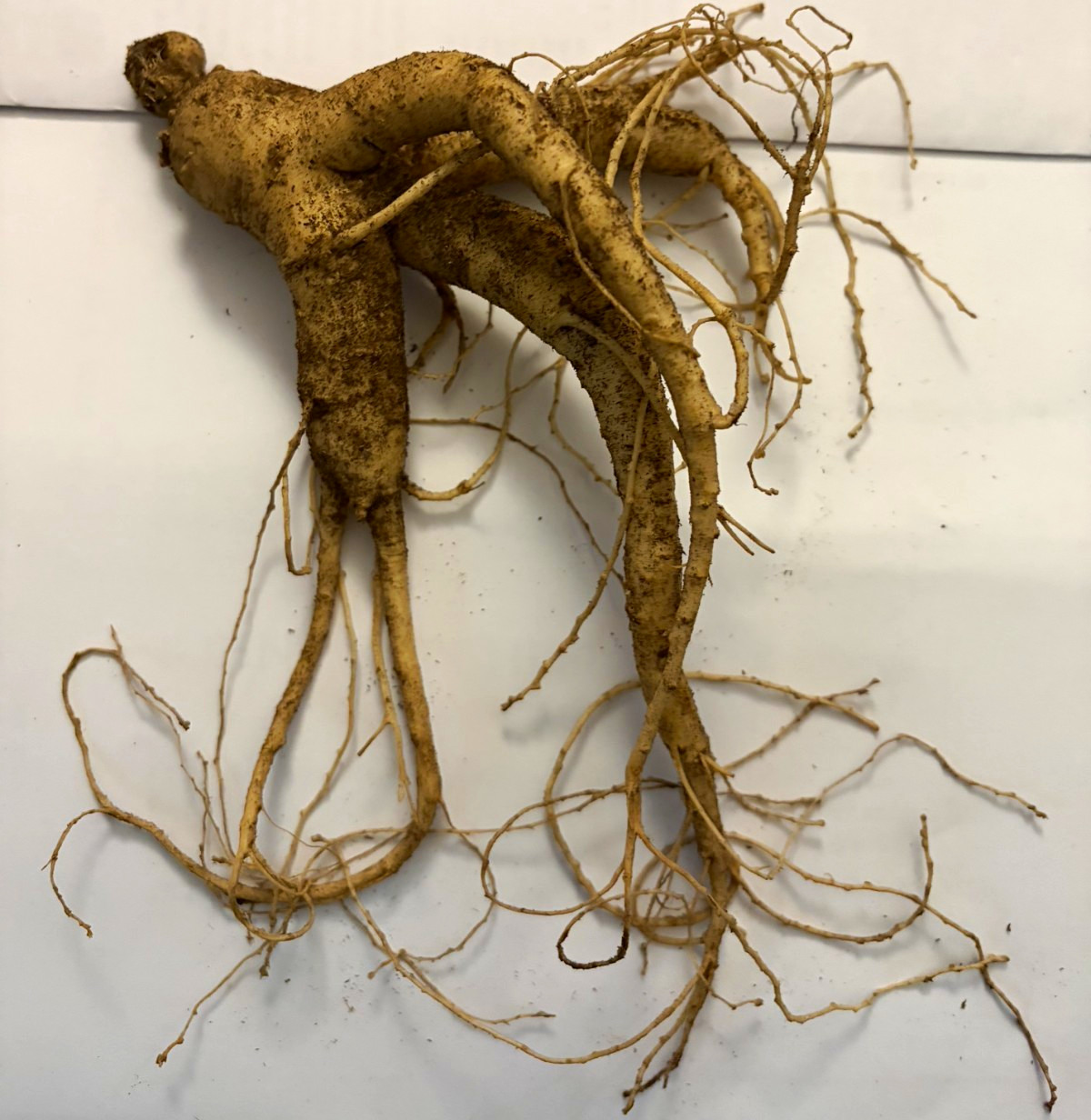Large 5+ Year Old Natural Ginseng Root Energy Vitality Herbal Holistic Medicinal