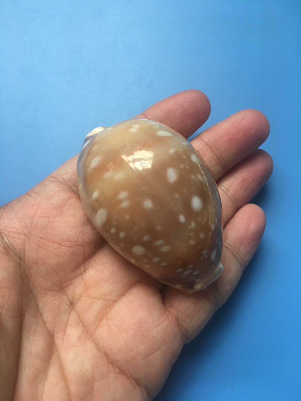 62.9mm | Lyncina Vitellus | F+++ GEM| Nice shell 62.9mm | Lyncina Vitellus | F+++ GEM| Nice shell
