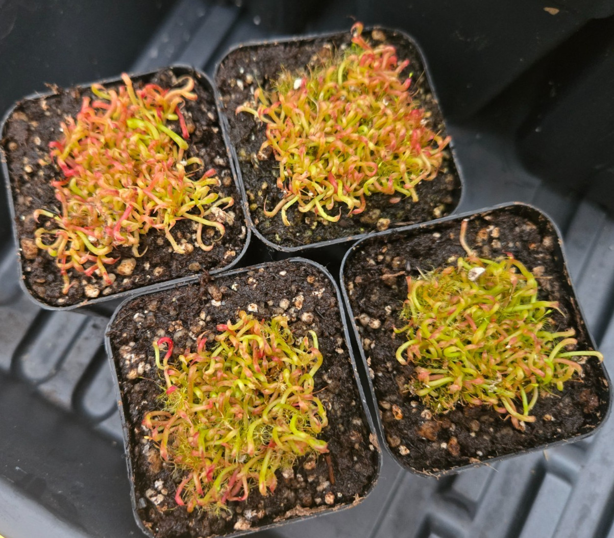 Darlingtonia Californica Cobra Lily Carnivorous Plant SEEDLINGS