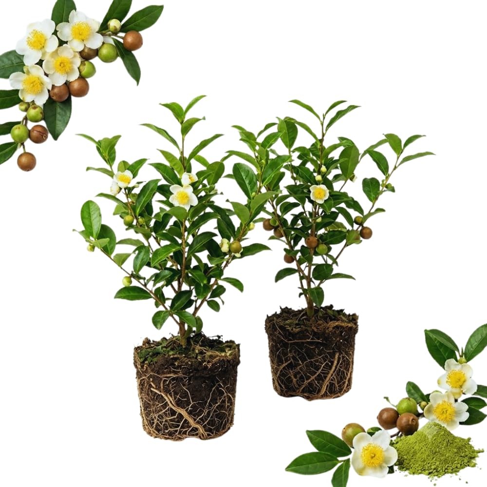2 Camellia Tea Plants Live, Flower Bush, 4-7 Inch Tall 2 Camellia Tea Plants Live, Flower Bush, 4-7 Inch Tall