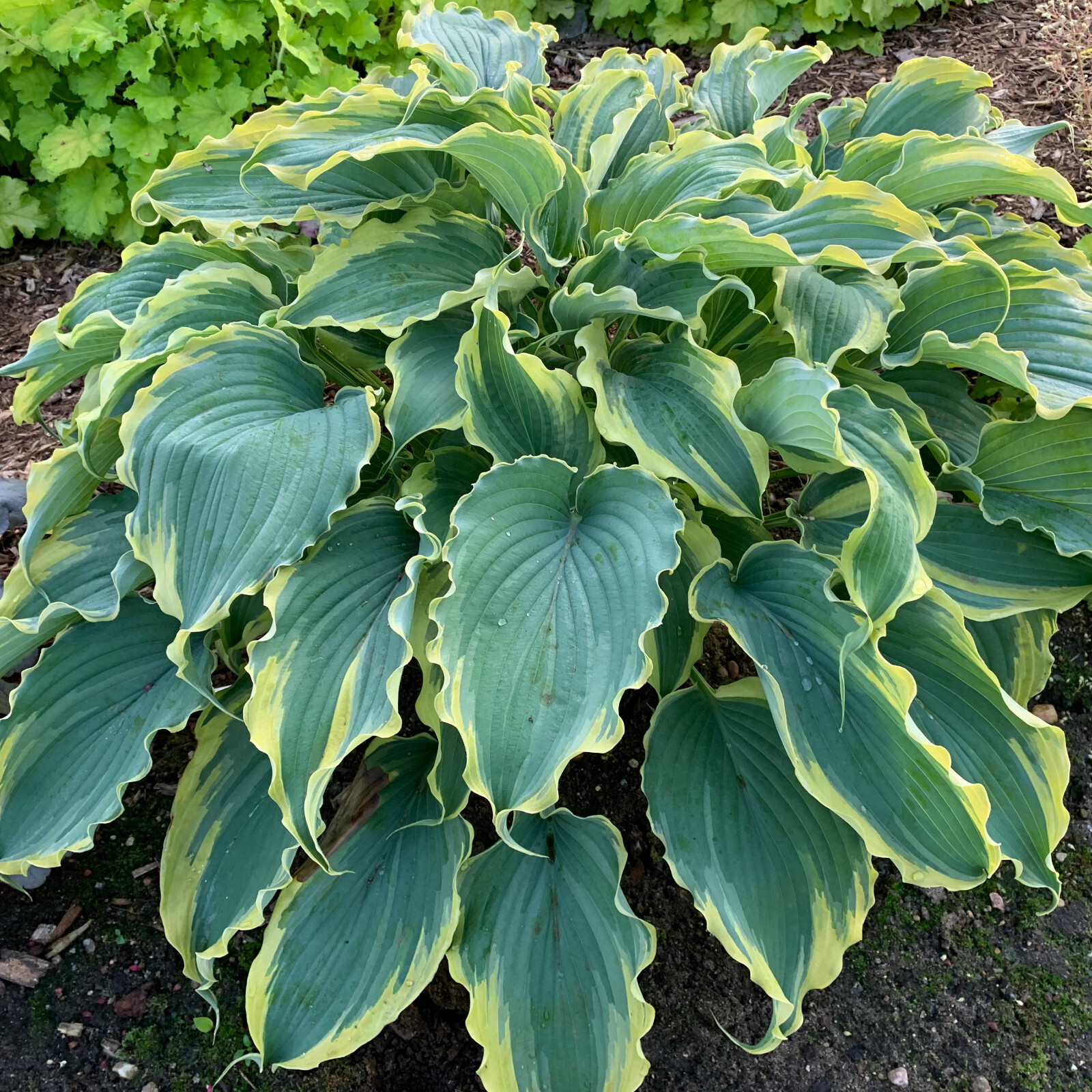 hosta VOICES IN THE WIND [dormant] medium wavy 2.5\