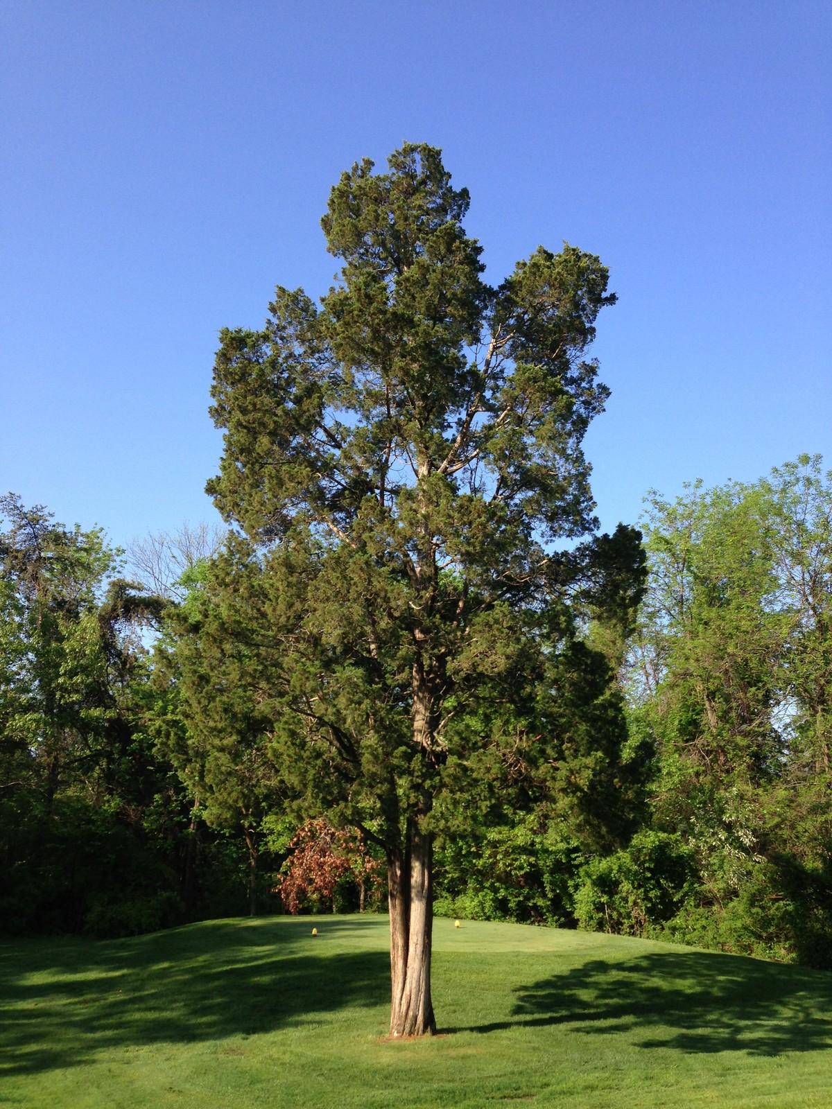 50 Pack Eastern Red Cedar Trees Juniperus virginiana 8-18in Plugs